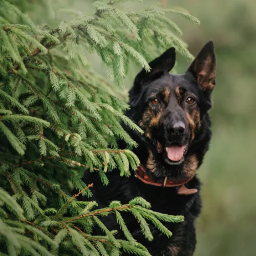 German shepherd