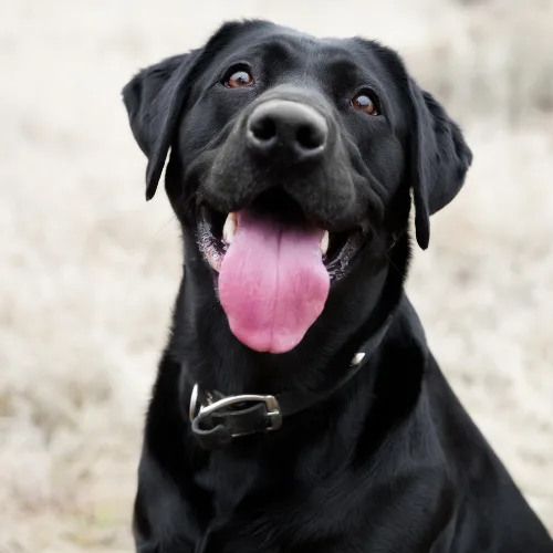Happy black labrador