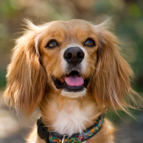 Friendly spaniel