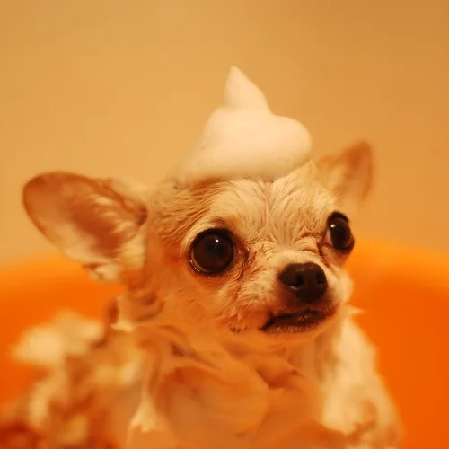 Chihuahua bath time