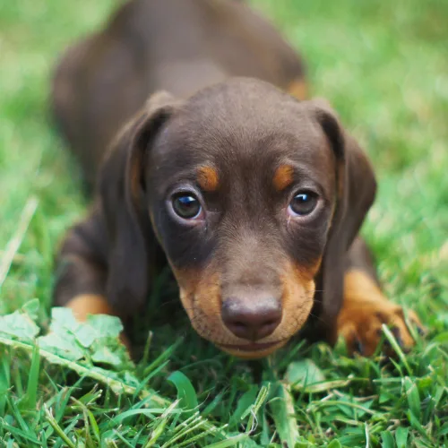 Dachshund puppy