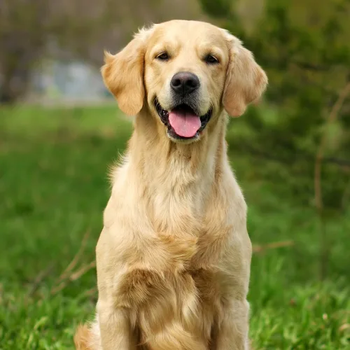 Golden retriever