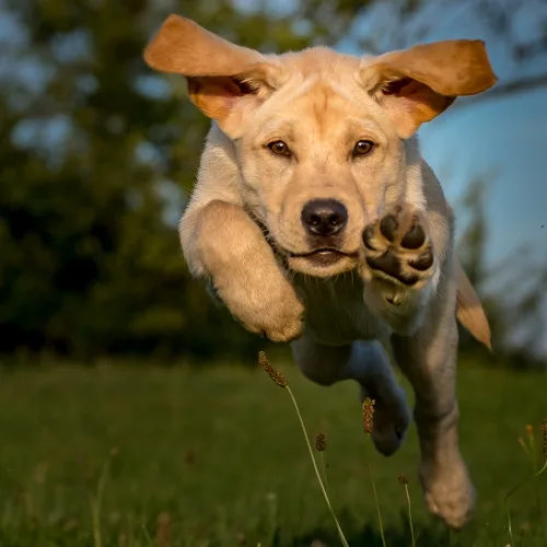 Labrador puppy leaping