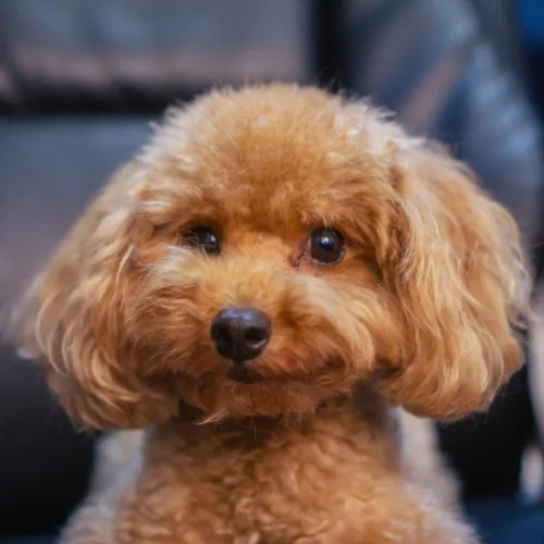 Toy poodle