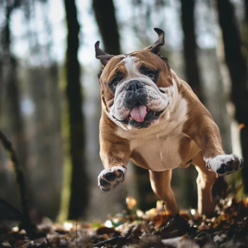Bulldog running